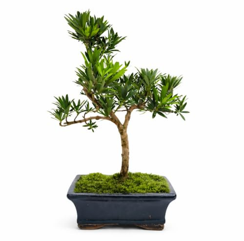 Podocarpus Bonsai Baum – Echter Indoor Bonsai – Zimmerbonsai Pflanze – Pflegeleichter Mini Bonsai für Zuhause & Büro (6-8 Jahre)