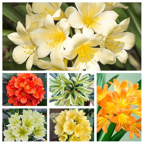 Clivia, jardín de balcón, exóticas Cubresuelos resistentes trepadoras jardín rocas balcón Parterres elevados 400Semillas