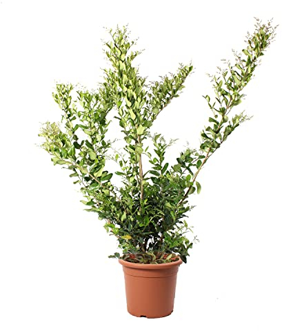 KENTIS - Ligustrum Texanum - Liguster - Echte Winterharte Pflanzen für Garten - Balkon Pflanze - Heckenpflanze - Hoch 125-150 cm Topf Ø 30 cm