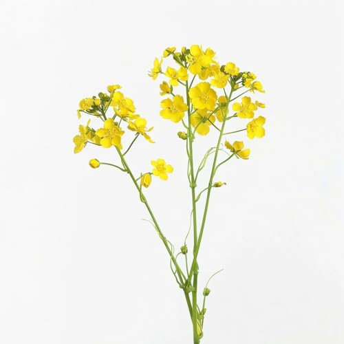 750 Rapeseed Seeds - SemiSauvage Permaculture