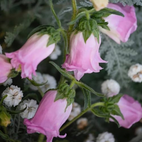 semi di campanula perenni resistenti all'esterno decorazione di campanule selvatici da balcone perenne resistente tappezzante decorazione da giardino per 130pcs