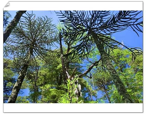 Media Storehouse Valdivian Temperate Rainforest Print - Monkey Puzzle Tree - Print 10x8 (25x20cm) (10531615)