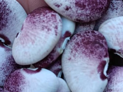 FAGIOLO LIMA NORTH STAR