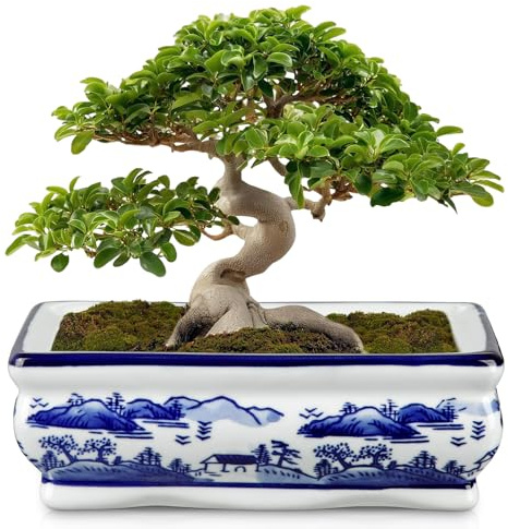 Hollyone Bonsai Topf Keramik 19cm Sukkulententöpfe mit Drainageloch Rechteckig Bonsaischale Pflanztopf für Zimmerpflanzen, Dekorativ Blau Muster Blumentopf für Garten Drinnen Draußen Pflanze