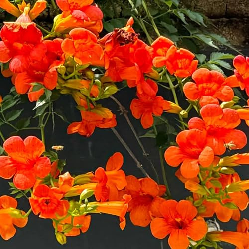 Trompetenblume, für sonnige plätze Campsis grandiflora, kletterpflanzen bio wildblumensamen mehrjährig winterhart balkon herbst deko 80Samen