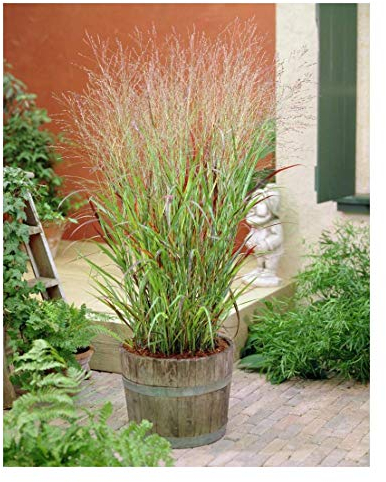 1 x Panicum virgatum 'Rehbraun' im 1 Liter Topf (Ziergras/Gräser/Winterhart/Mehrjährig/Staude/Stauden) Rote Rutenhirse - Ziergras mit warmem Farbspiel und Charme - von Stauden Gänge