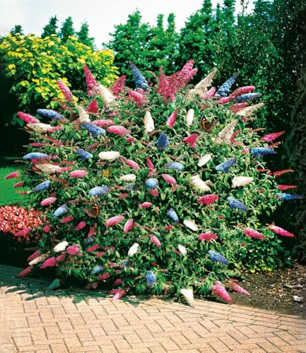 BALDUR Garten 3x dreifarbiger Schmetterlingsstrauch 'Papillion Tricolor' | Pflanzen im 12 cm-Topf, Buddleja davidii, Buddleia Schmetterlingsflieder, Sommerflieder, winterhart & trockenresistent