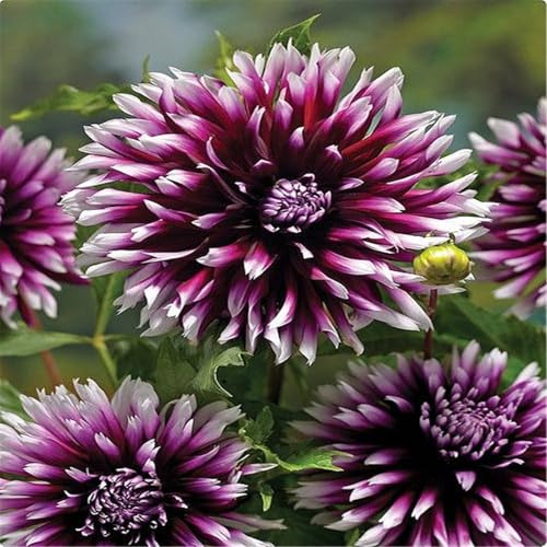 CUIKWA Plants Dahlia Mixed Bedding Plants - Garden Ready Compact Dahlias for UK Gardens - Long Flowering & Pollinator Friendly - Perfect for Borders-2 Bulbs-E