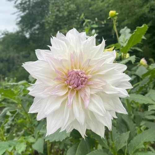 bulbos de dalia son resistentes bulbos primavera resistentes para balcones de jardín rocas, decoracion 2pcs