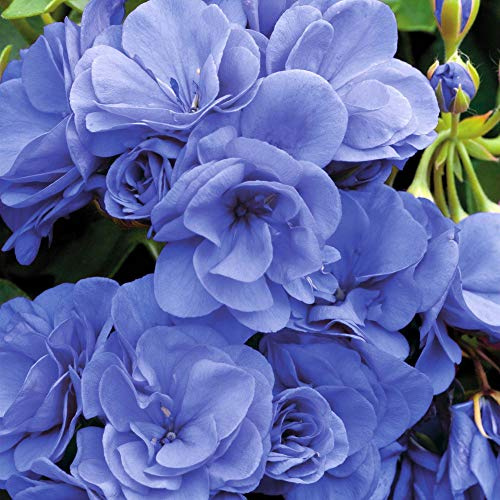 Generic Fresh 20 pcs Univalve Geranium Flower Seeds for Planting Blue