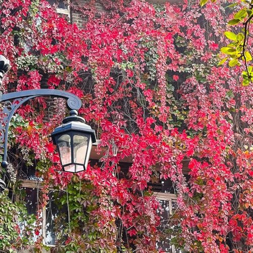 vite vergine - parthenocissus tricuspidata resistenti in vaso per 550semi