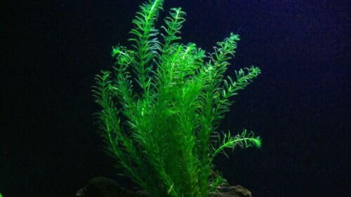 Egeria densa plantes aquarium oxygénante 15/25cm