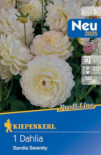 Kiepenkerl Dekorative Dahlie Sandia Serenity 721593 - mehrjährige und wunderschöne Dahlienknollen für Kübel & Beet - Blumenzwiebeln, Dahlien Knollen, Pflanzen