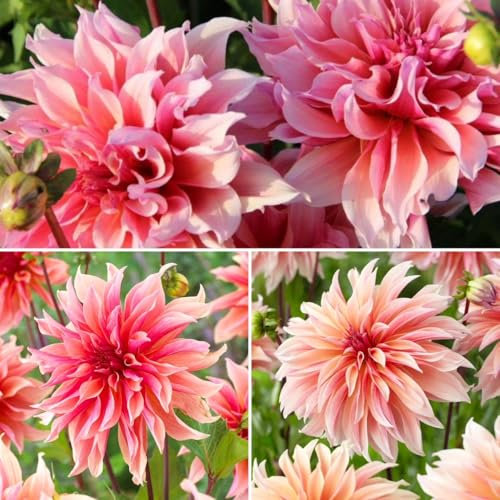 Dinnerplate Dahlia Labyrinth x 1 Tuber. Giant Shaggy Pink Summer Flowers. Easy to Grow.