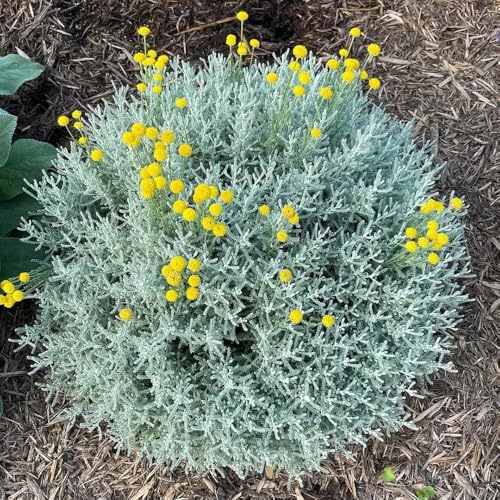 Santolina chamaecyparissus - wildblumensamen mehrjährig winterhart steingartenpflanzen winterhart blumensaat Heiligenkraut gartenpflanzen stauden 450samen