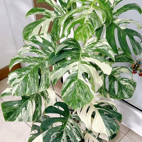 semillas de monstera jardín oficina de interior Monstera variegata sala estar balcón para 300pcs