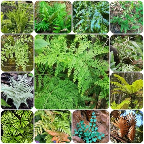 Farn, grünpflanzen balkonpflanzen outdoor immergrüne kübelpflanze winterhart garten kräuterpflanzen wohnzimmer deko seltene 60Samen