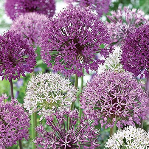 12 x Collection Allium - Flower Bulbs - Lovely Long Blooms - Ornamental Onions - for Your Beautiful Garden