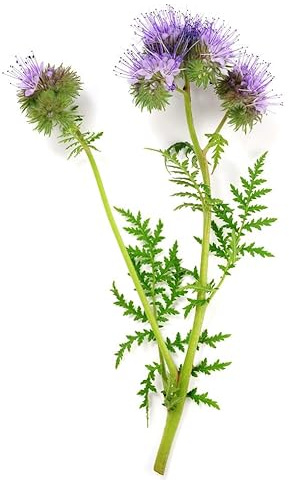Mondo Ape Semi Fiori per Api - Semi di Facelia (Phacelia) 1 kg – Sementi Mellifere per Api – Fioritura Ricca di Nettare – Ideali per Apicoltura e Giardino