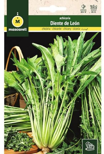 Mascarell Semillas, ACHICORIA, Semillas Huerto, ACHICORIA DIENTE DE LEON, Crea tu Propio Huerto Urbano y Cultivo en Casa, Plantas Hortícolas, 8 Gramos