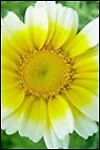 Bio-Chrysantheme, Shungiku Samen Essbare Gesundheit!