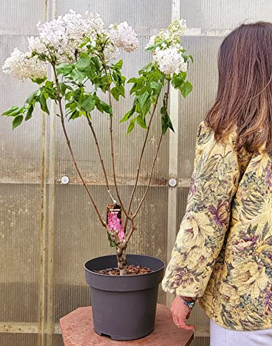 POWERS TO FLOWERS - SYRINGA VULGARIS, LILLA' PIANTA DI LILLA', VASO 30cm, altezza 120cm, pianta vera