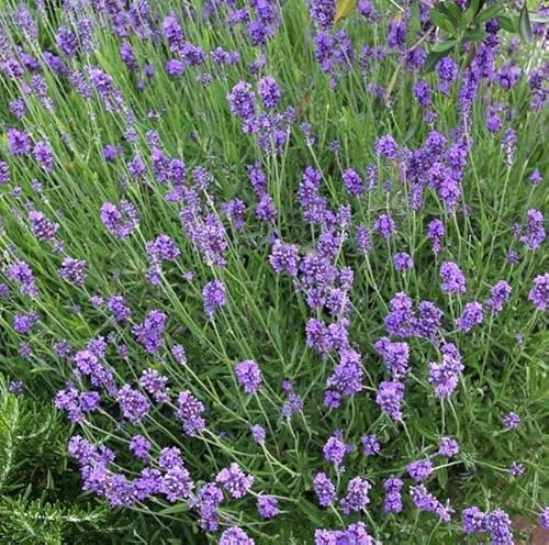 6 x Lavendel Munstead - Lavandula angustifolia 'Munstead' - Winterharte Duftpflanze im 9x9cm Topf (5-10cm Höhe) – Bienenfreundlich & Mehrjährig