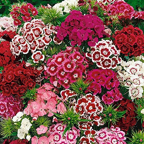 Welldales 50 UK Dianthus Seeds Sweet William Auricula Windowsill Garden Patio Border Plant