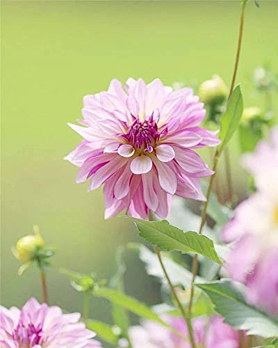 Dalia, bulbes de Dalia, fleurs grandioses, basse hardé d'impianto, adatti per piantagioni su grande échelle dans les jardins