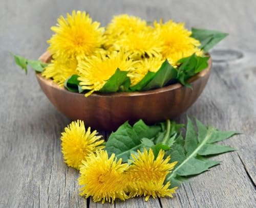 Semi di tarassaco piante di erbe non OGM e non trattate per la piantagione di giardini domestici tisane tarasacco