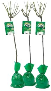 3er Set Stammrosen XXL weiß 120-140cm winterhart mit Scholle