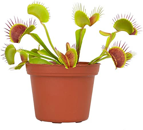 DECOALIVE, Venus Atrapamoscas Planta Carnívora Natural para el Hogar