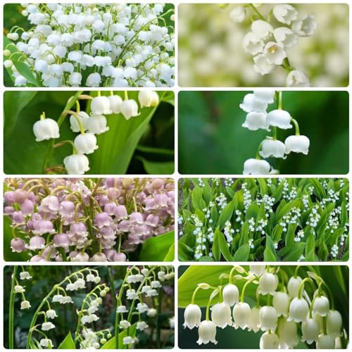 15 pz bulbi di mughetto perenne e resistente Piante per la decorazione pareti del giardino interno bulbi da fiore piante perenni resistenti piante decorative da bulbo da ufficio