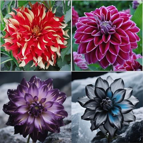 Dahlia Tuber Mix for Planting - Plant Root Excellent Display Indoor Perennial Balcony Garden Bulbs Can Be Potted-2Bulbs-X