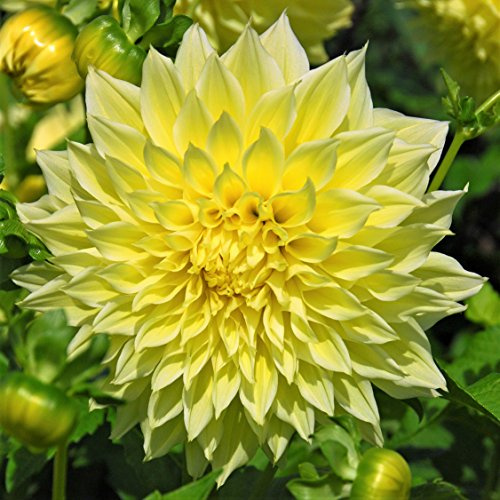 Easy to Grow Dahlia Kelvin Floodlight 3 Clumps of Tubers - Large Yellow Flowers Blooms in Summer to Fall Sun, Plant in Spring