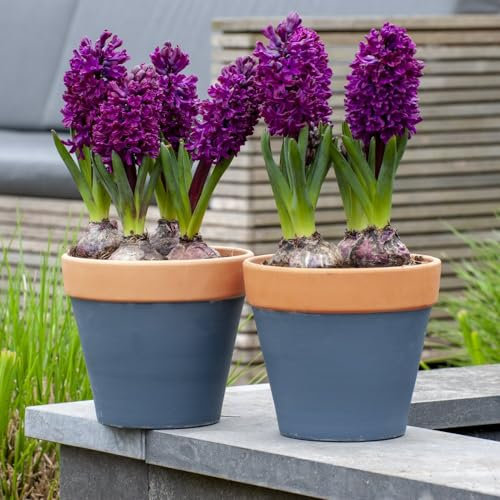 Hyacinth Bulbs Hardy Indoor Plant, Scented Woodstock Flowers with Purple Blooms, Supplied as 5 x Hyacinth Woodstock Mixture Bulbs by Thompson & Morgan (5)
