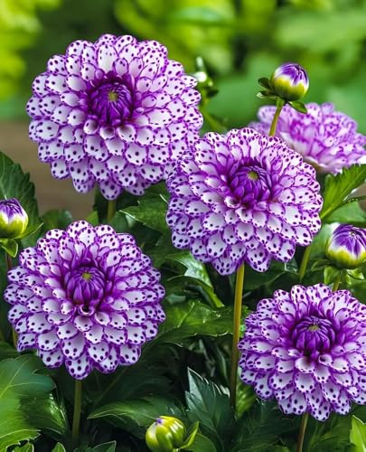 Mysteriöse magische Glühbirne,Dahlien tuber,2025 Blumenzwiebel,Winterhart zwiebeln,Mix Winterhart pflanzen, Fall or Spring Planting -2 Dahlien Zwiebeln-F