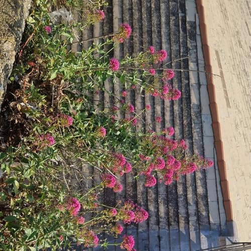 Semi di valeriana, giardino di Valeriana officinalis, semi di resistenti balcone con letto 100pcs