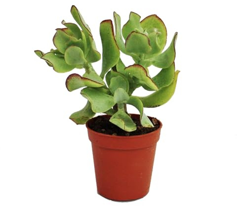 Crassula arborescens kleine Pflanze 5,5cm Topf