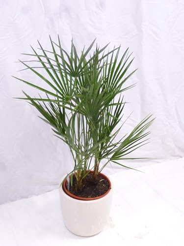 [Palmenlager] - Chamaerops humilis - Zwergpalme 90-100 cm // -12°C Frost - Indoor u. Outdoorpalme