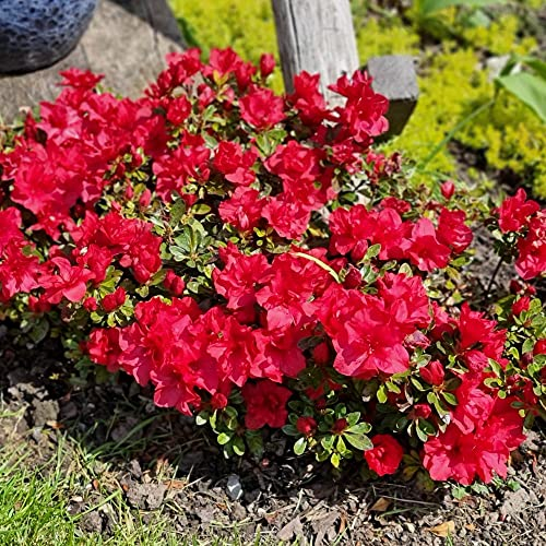 YouGarden - Azalea Encore 'Autumn Fire' in 8cm Pot - Garden Ready Plants Ready to Plant Out in Gardens - Supplied as 1 x Established Red Azalea for Garden