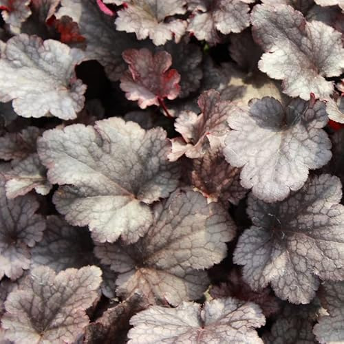 6x Heuchera 'Plum Pudding' – Vaso 9x9 cm – pianta ornamentale foglia color prugna giardino