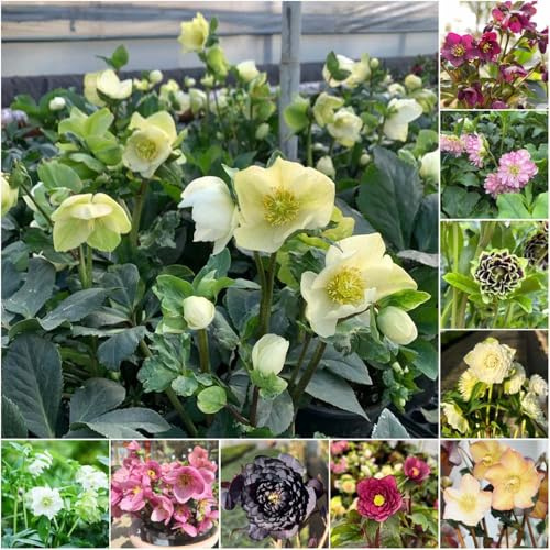 christrosen winterhart - pflanzensamen Helleborus thibetanus dachbegrünung stauden winterhart mehrjährig gartenpflanzen pflanzenkübel 80samen