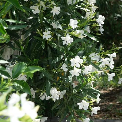 Oleander - gartenblumen zierbaum winterhart stauden dekopflanzen balkonpflanzen gartenpflanzen blumensaat bonsai Seltene - blumensamen Oleander sommerblumen 60samen