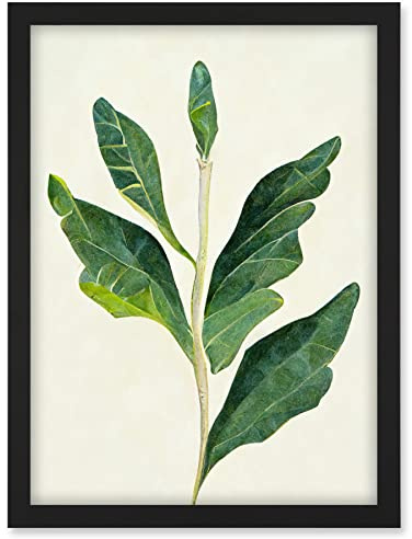 Doppelganger33 LTD Detail Of Rubber Fig Plant Botanical Illustration Artwork Framed A3 Wall Art Print
