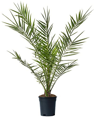 Canary Island Date Palm - Phoenix Canariensis Plant | Outdoor Hardy Tall Evergreen Exotic Tropical Palm Tree Potted | Feature Garden Plant - 100-125cm (Incl. 15cm Pot)