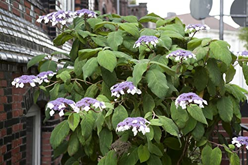 Hydrangea aspera 'Macrophylla' 100–125 cm – Winterhart, Mehrjährig, Pflegeleicht – Samthortensie – Zierstrauch für Garten & Beet