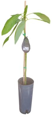 Árbol de Aguacate Injertado – 1,5m de Altura – Frutal Ideal para Cultivo
