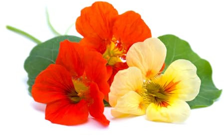 Flowering Plants, Nasturtium 'Cottage Garden Mix', 3 x Full Plants in Pots, Nasturtiums, Garden Ready and Ready to Plant, Premium Quality Flowers