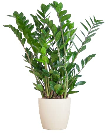 BloomPost Zamioculcas Zamiifolia — 70-80 cm + weißer Fasertopf — Zimmerpflanze — pflegeleichte Zimmerpflanze — Einfach zu züchtende Heimbüro-Pflanzen — Inklusive Topf